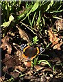 Red Admiral on a November morning