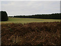 Grassy heath by Mildenhall Woods