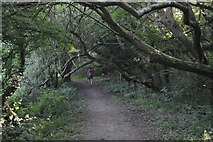 SP4509 : Thames Path, Wytham Woods by N Chadwick