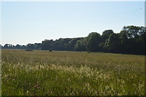 SP4509 : Meadow and Wytham Woods by N Chadwick