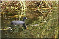 Coot (Fulica atra), Greenwich Ecological Park