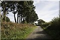 Pines on road/footpath near Swineham Farm, Wareham