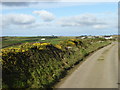 Gorse flowering on a roadside hedge on Trannack Downs