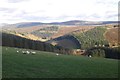 NT2731 : Sheep pasture, The Glen by Richard Webb