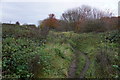 Path on Molesey Heath Nature Reserve