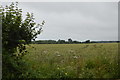 Wheat, Horsemere Green