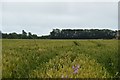 Wheat field