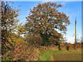 Autumn hedgerows near Holmside