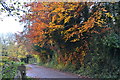 Autumn leaves on track near Forest of Bere Farm