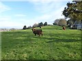 Highland cattle by the path on Wearyall Hill