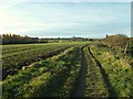 Footpath towards Silo Farm