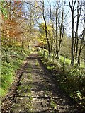 ST7734 : Track in Stourhead Gardens by Philip Halling
