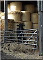 Calf in a Barn