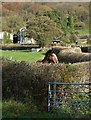 Horse in a field by Eastwood Lane