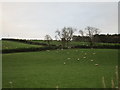 Sheep grazing near Ormiston