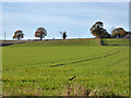 Farmland north of Layham Park