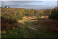 Chobham Common. Path towards Sunningdale