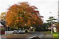 Autumnal tree in Well Green