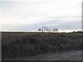 Field by Old Street Hill, Hatfield Broad Oak