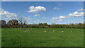 Pastureland, Lymore Park, Montgomery