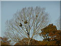 TF0522 : Tree with Mistletoe by Bob Harvey