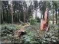 SU9211 : Fallen tree in Selhurst Park by Peter Holmes