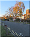 Radegund Road: afternoon sunlight