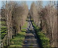 Avenue of poplar trees leading to Vimy Ridge Farm