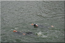 TQ4180 : Openwater swimmers, Victoria Dock by N Chadwick