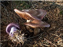 NT0776 : Wood Blewits by Greg Fitchett
