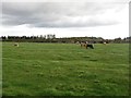 NZ2573 : Grazing cattle at High Barnes by Graham Robson