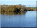 Western end of Abberton Reservoir, with ducks