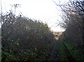 The other lane by the allotments