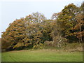 Bostall Woods on the last day of November