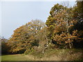 Bostall Woods on the last day of November