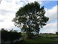 Ash tree and the beginning of a footpath