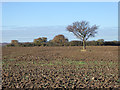 Ploughed field with tree, Great Wigborough