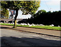 Swans on the west bank of the River Taff, Cardiff