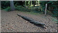 Wooden crocodile by Rendlesham Forest Centre, Suffolk