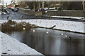 Hartington Pond - ducks in the snow