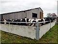 Congestion at the milking parlour