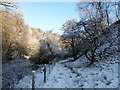 Woods by the Glenmuir Water