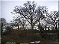 Trees by Seven Hills Road, Iver Heath