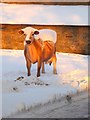 Snowy cow