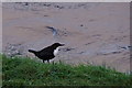 Dipper (Cinclus cinclus) beside the River Ness, Inverness