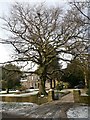 Winter tree at Morthen Hall