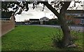 Tree along Scotland Way in Countesthorpe