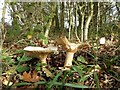 SO7547 : Fungi in woodland by Philip Halling