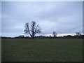 Field on the Childwick Bury Estate