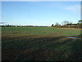 SE3780 : Crop field near Morndyke House by JThomas